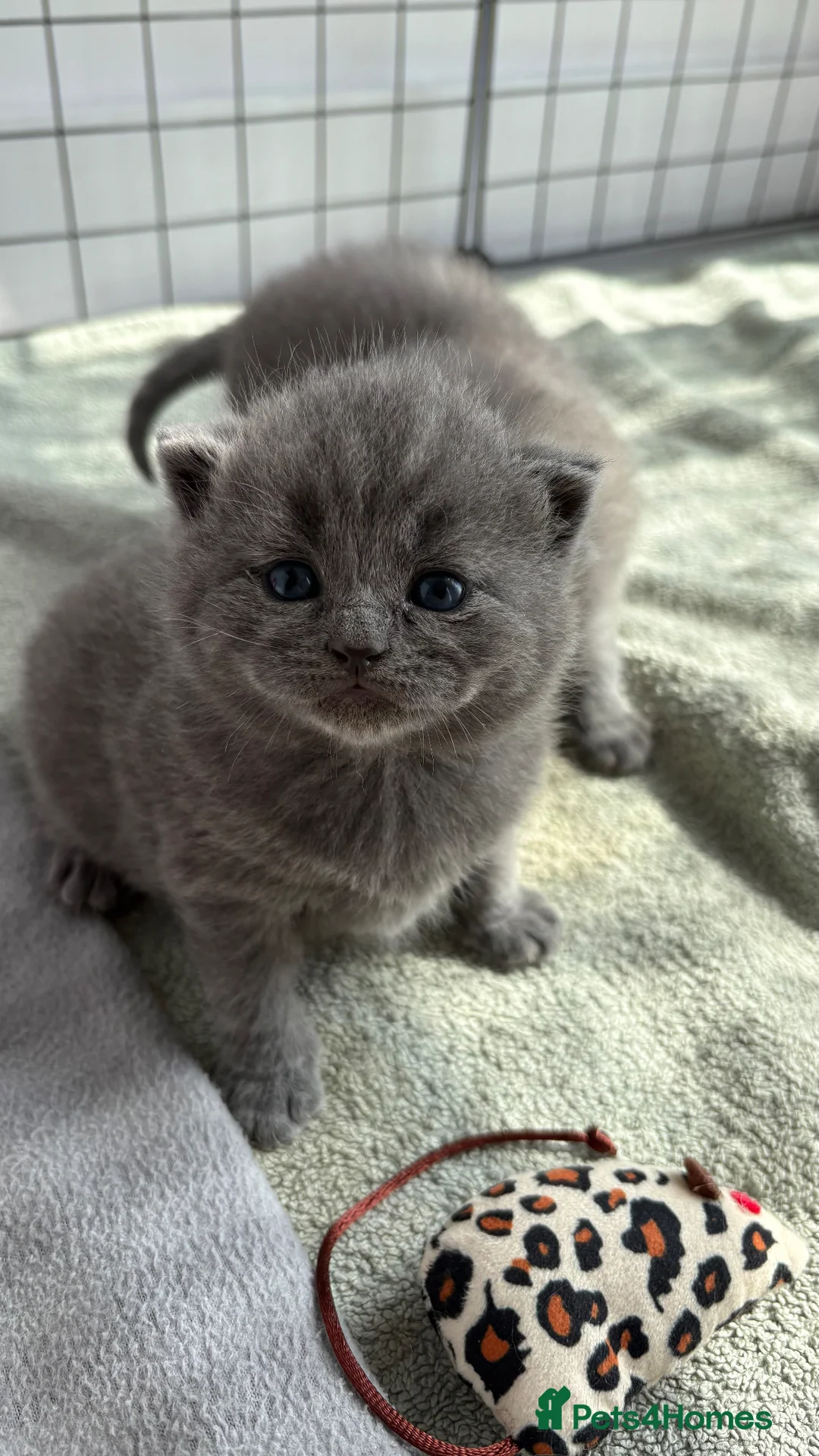British Shorthair cats for sale: Female Grey British Short Hair Kitten  in Rainham - Advert 1