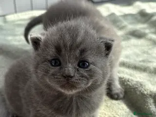 British Shorthair cats Female Grey British Short Hair Kitten - Advert 1