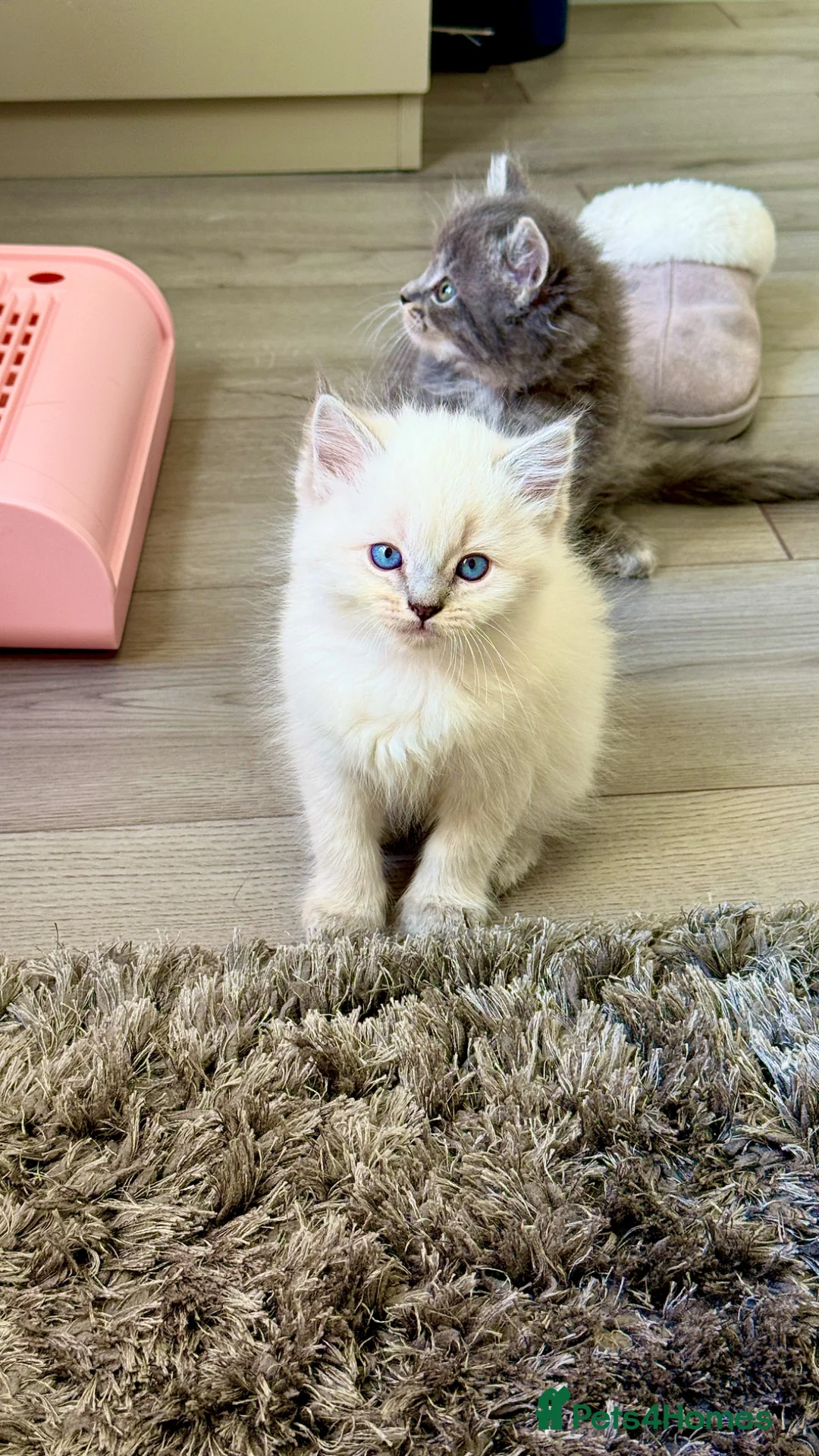 Ragdoll cats for sale: Gorgeous pure ragdoll kittens🔥(4Males, 2Females)  - Advert 2