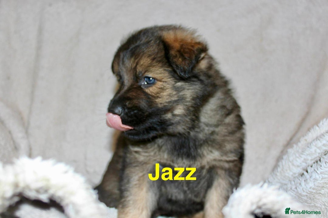 German Shepherd dogs for sale: German shepherd puppies  - Advert 10