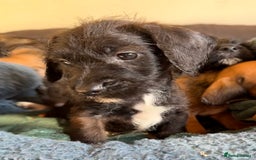 Dachshund dogs for sale: Wire haired dachshund puppies  - Advert 8