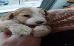 Cockapoo dogs for sale: Adorable Cockapoo puppies  - Image 10