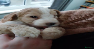 Cockapoo dogs Adorable Cockapoo puppies  - Advert 12