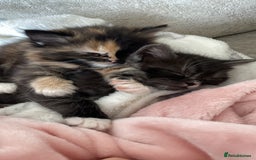 Mixed Breed cats for sale: 2 beautiful bundles of joy - Advert 3