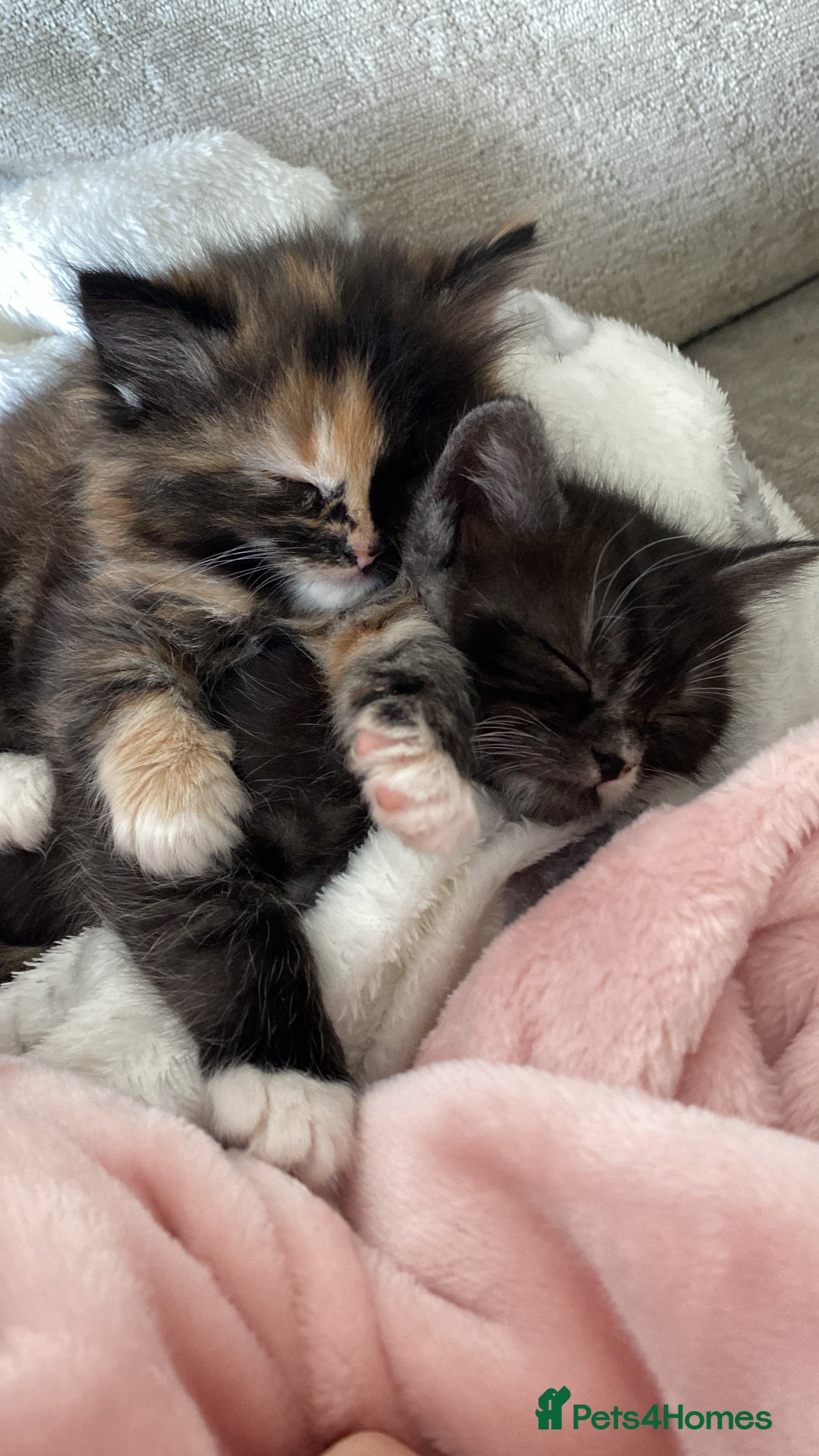 Mixed Breed cats for sale: 2 beautiful bundles of joy - Advert 3