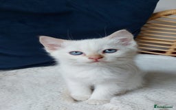 Siamese cats for sale: Ready to Leave Flame Point Siamese Kittens - Image 22