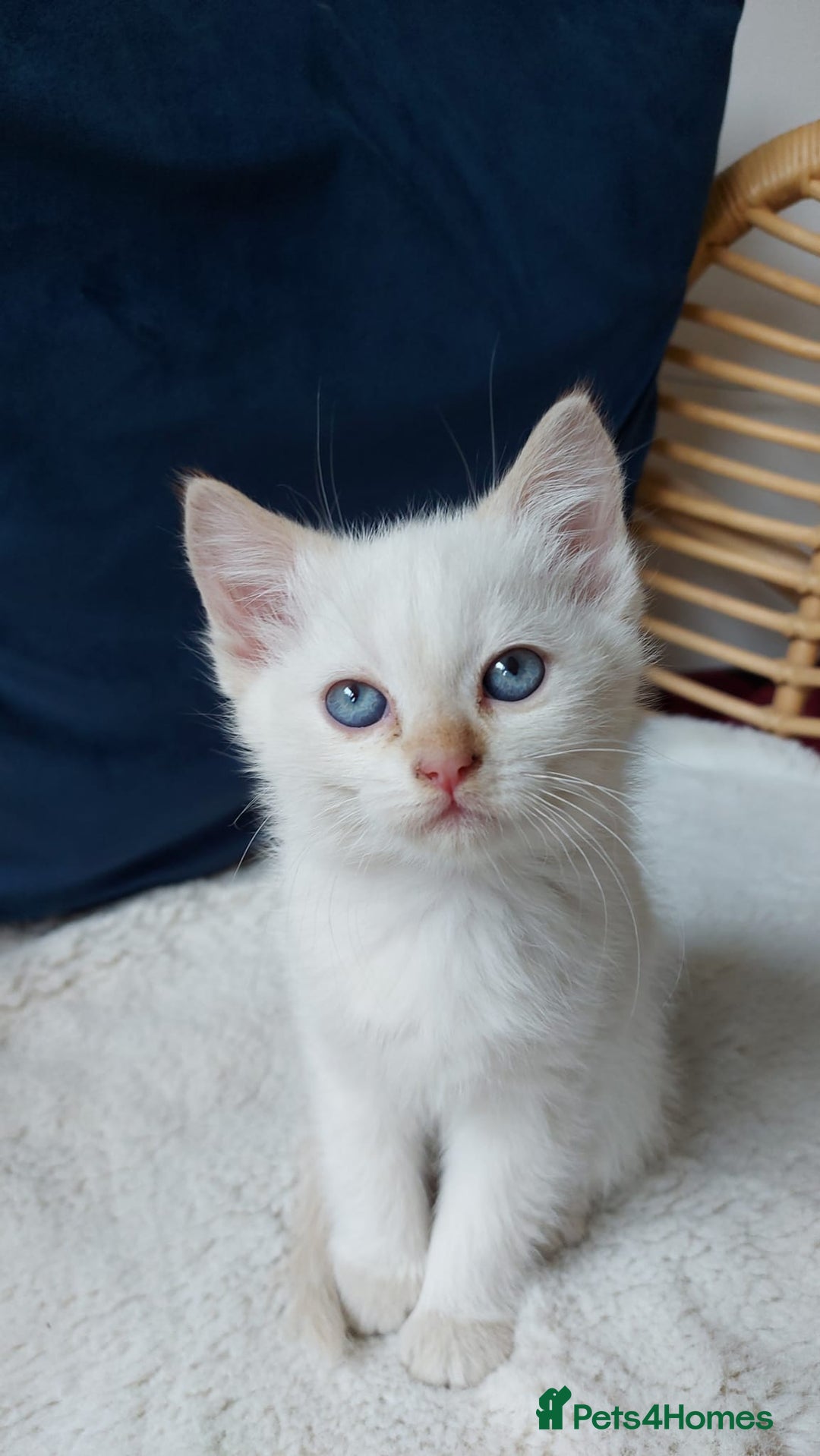 Siamese cats for sale: Ready to Leave Flame Point Siamese Kittens - Image 22