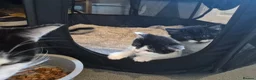 Mixed Breed cats for sale: Gorgeous mixed Breed kittens  - Advert 11