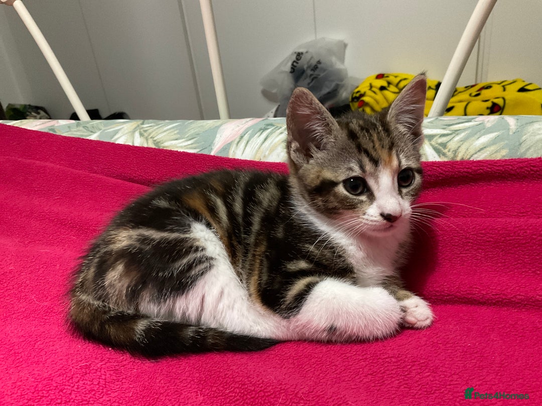 Domestic Shorthair cats for sale: Gorgeous kittens, ready now - Advert 3