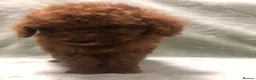 Mixed Breed dogs for sale: 🐕🐾Adventures of our loving poodles 🐾🐕 - Advert 8
