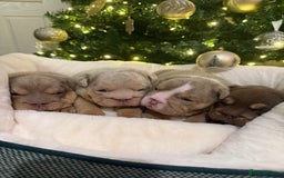 English Bulldog dogs for sale: English Bulldog Puppies Looking for Loving Homes🐶 - Image 1