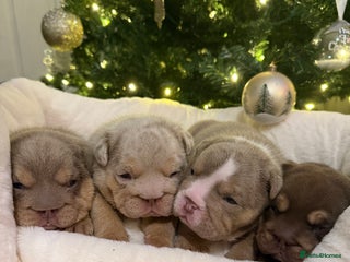 English Bulldog dogs for sale - Advert 1