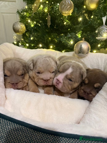 English Bulldog dogs - Advert 1