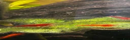 Shrimps fish for sale: Red cherry shrimp  in Wolverhampton - Advert 2