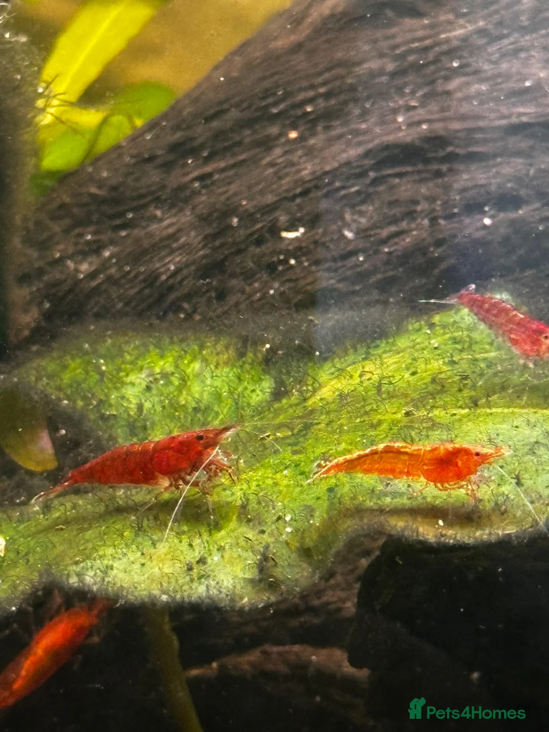 Shrimps fish for sale: Red cherry shrimp  in Wolverhampton - Advert 2