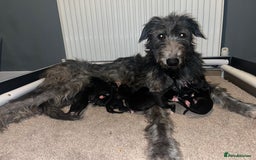 Deerhound dogs for sale: Deerhound puppies - Image 3