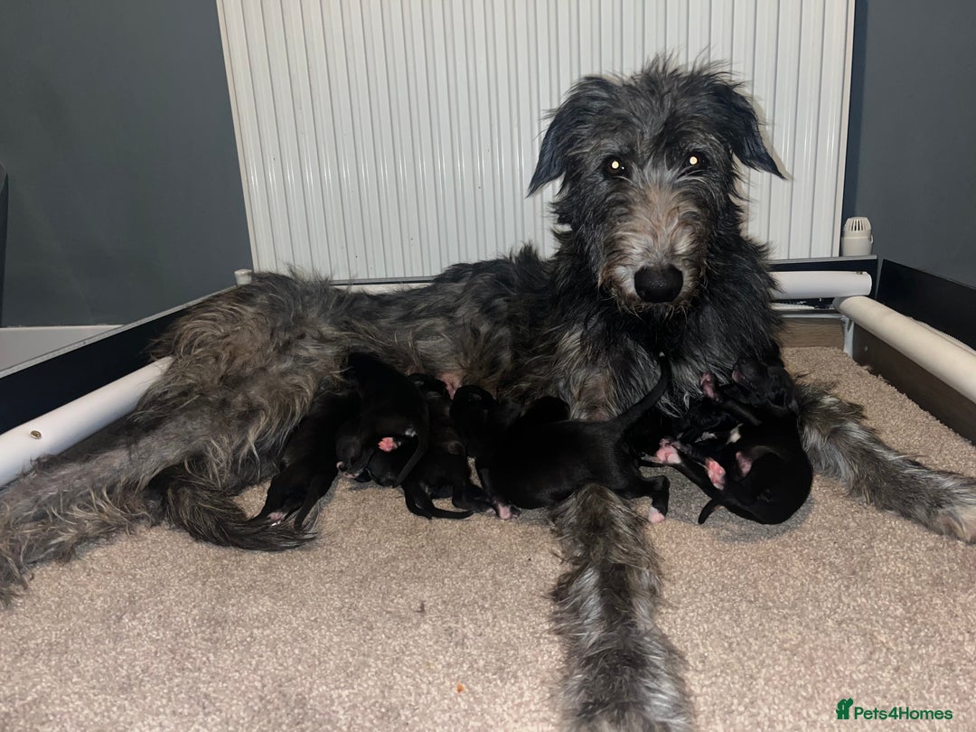 Deerhound dogs for sale: Deerhound puppies - Image 3