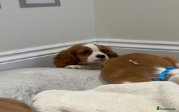 Cavalier King Charles Spaniel dogs for sale: Extensively health tested parent cavalier puppy’s  - Image 31