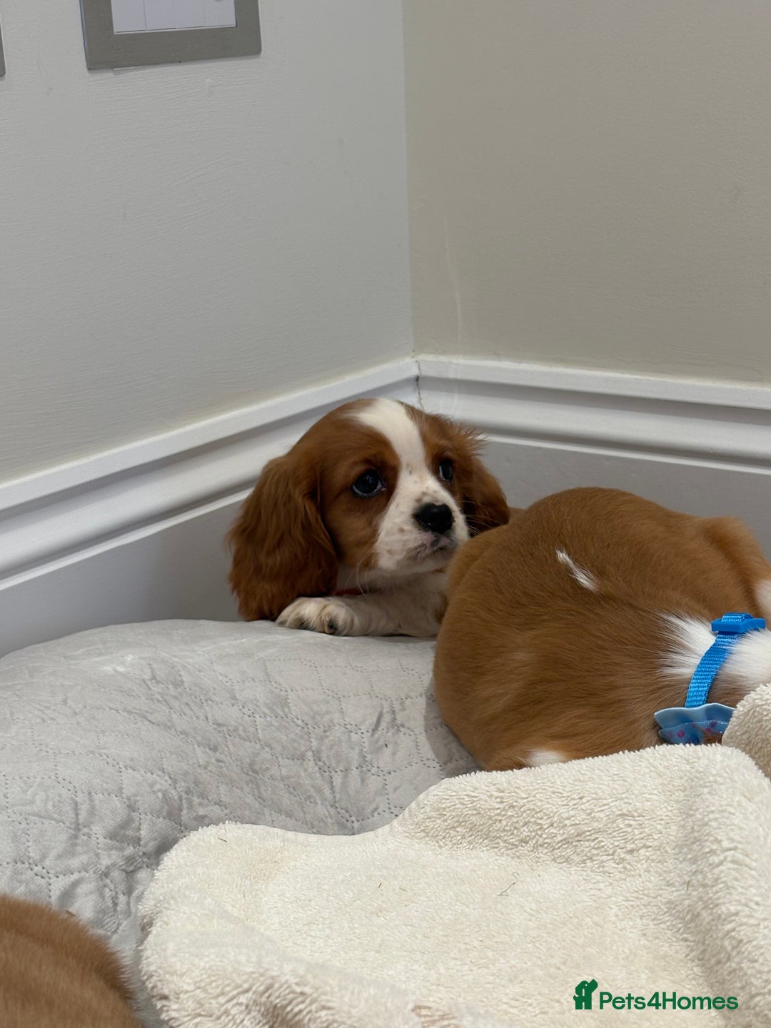 Cavalier King Charles Spaniel dogs for sale: Extensively health tested parent cavalier puppy’s  - Image 31
