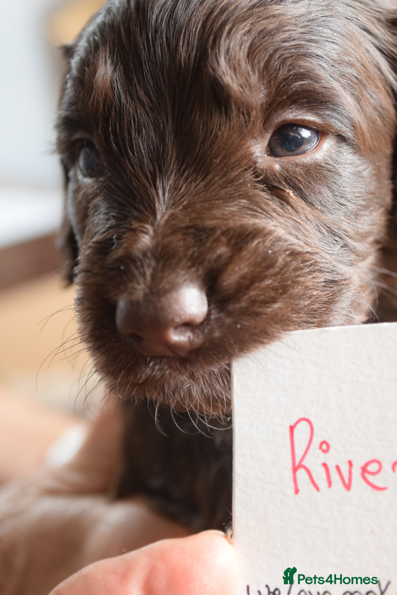 Cocker Spaniel dogs LAST TWO PUPS - Home Bred Cocker Spaniel - Advert 6