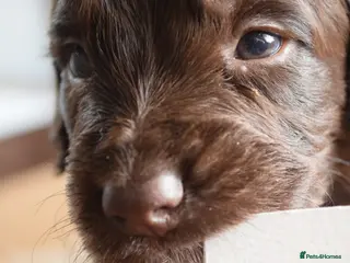 Cocker Spaniel dogs LAST TWO PUPS - Home Bred Cocker Spaniel - Advert 6