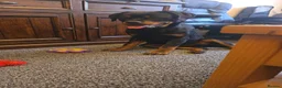 Rottweiler dogs for sale: KC Top ROTTWEILER Puppies , German blood - Advert 4