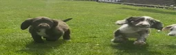 Sprocker dogs for sale: Beautiful Sprocker Puppies  - Advert 6