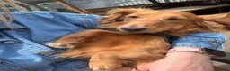 Miniature Dachshund dogs for stud: Stud dog - Advert 2