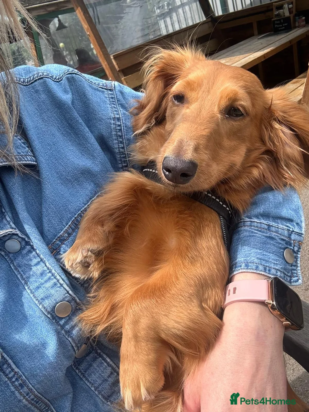 Miniature Dachshund dogs for stud: Stud dog - Advert 2