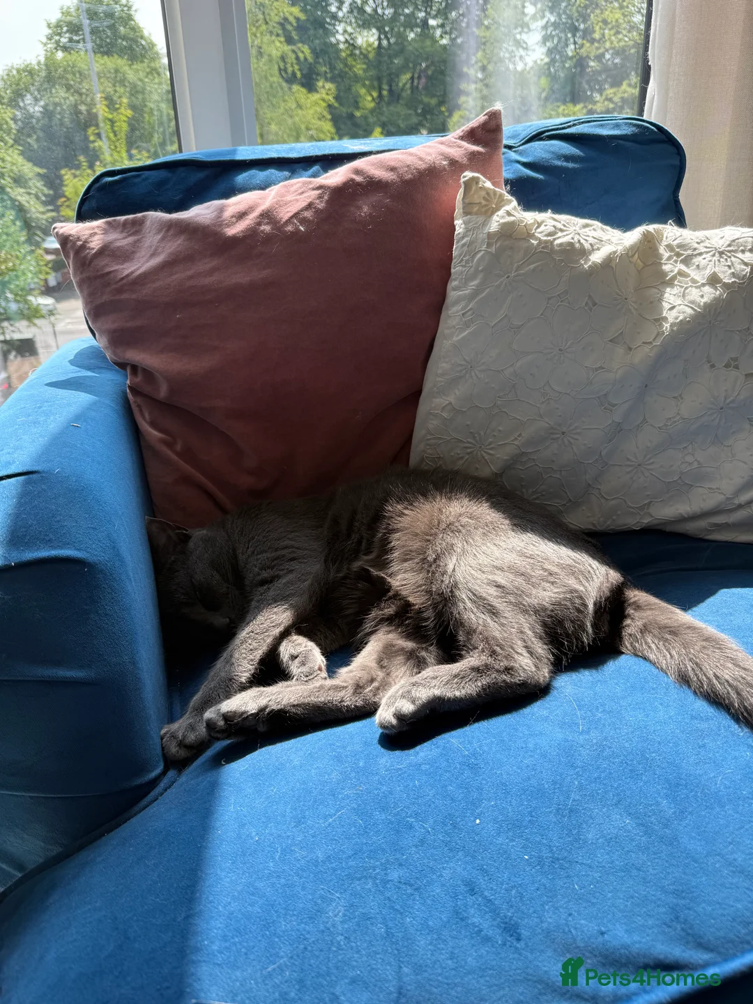 Mixed Breed cats for sale: Affectionate indoor cat looking for loving home - Advert 4