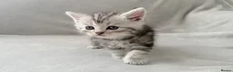 Persian cats for sale: Gorgeous chinchilla persian x Maine coon kittens  - Advert 7