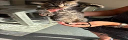 Bengal cats for sale: Bengal , tabby kittens  in Ilford - Advert 8