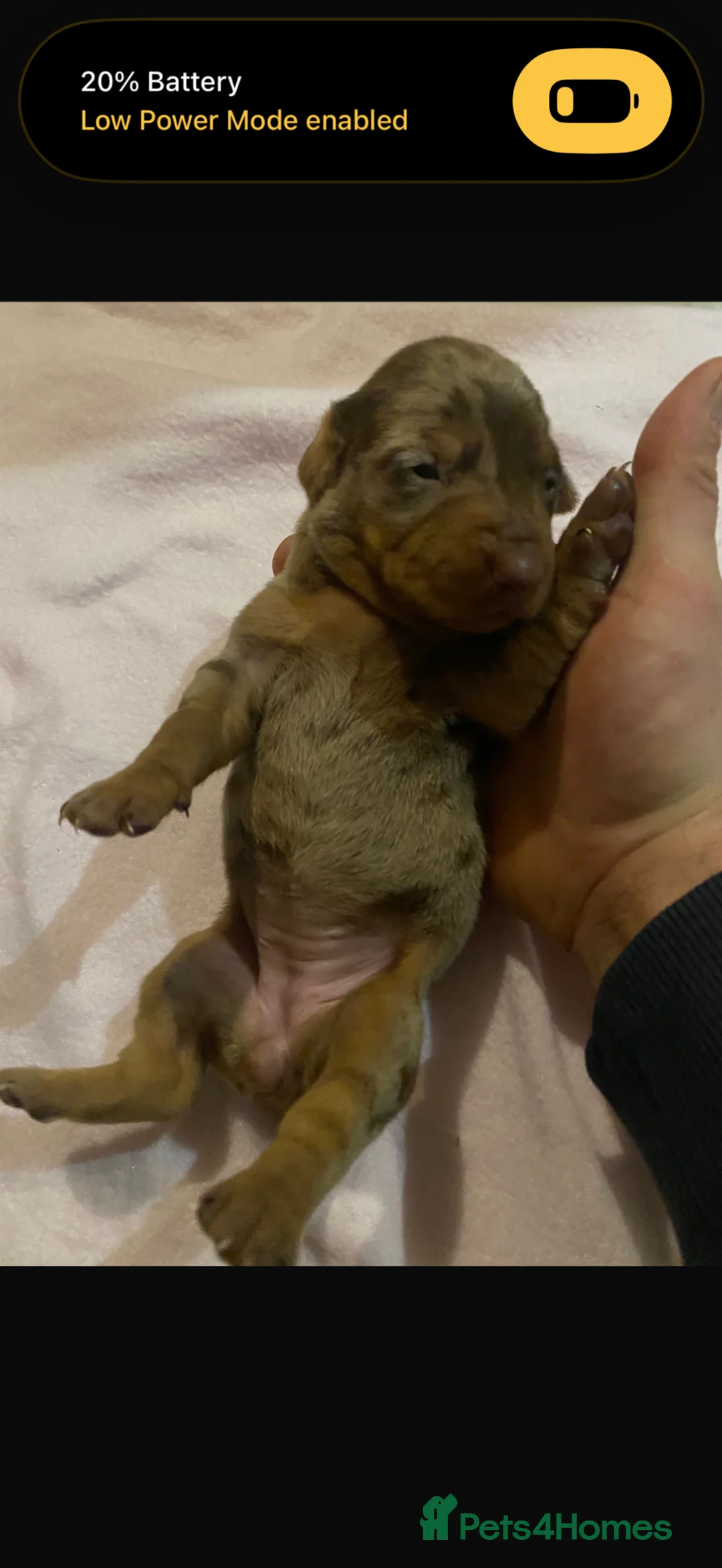 Dachshund dogs for sale: dachshunds in Saint Helens - Advert 1