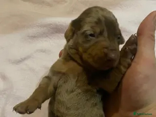 Dachshund dogs dachshunds - Advert 1