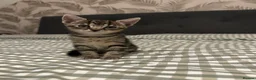 Mixed Breed cats for sale: Four beautiful tabby kittens - Advert 23