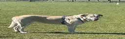Mixed Breed dogs for adoption: Lovely Lara 🩷🐾 - Advert 3