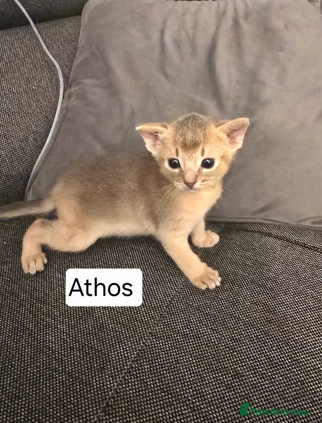 Abyssinian cats for sale: Champions 🏆  line Abyssinian Kitten!😸 - Advert 5