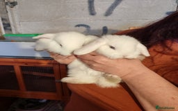 Mini Lop rabbits for sale: Mini lops - Image 2