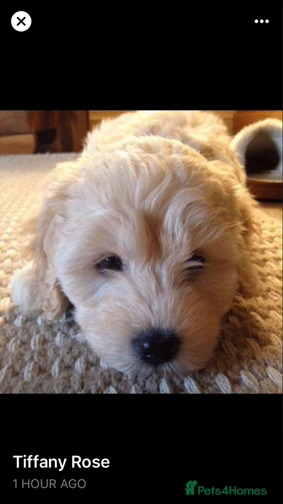 Australian Labradoodle dogs for sale: Australian labradoodles from Annetteslabradoodles  - Advert 25