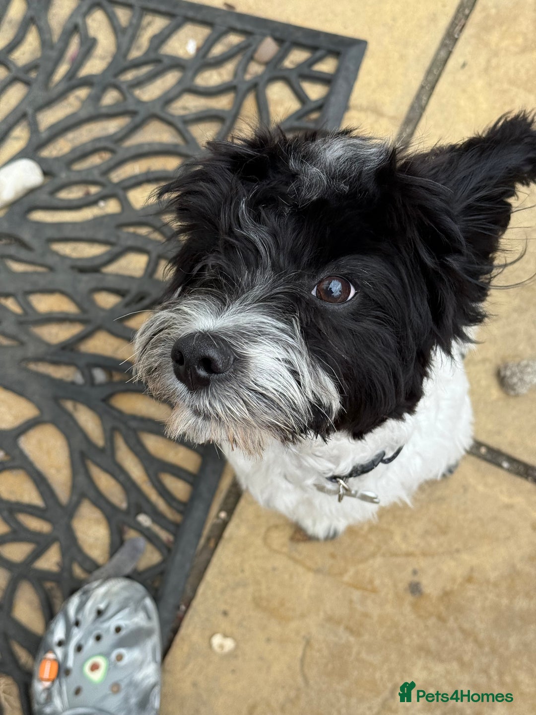 Cavapoo dogs for sale: Cavapoo for sale - Image 3