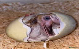 Chickens poultry for sale: Hatching eggs, Chicks & Ducklings - Image 4
