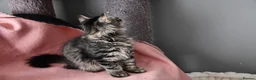 Siberian cats for sale: Siberian Kitens from Tunguska House Cattery - Advert 8
