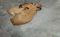 Mixed Breed dogs for sale: Chihuahua jack Russell boy puppy - Image 3