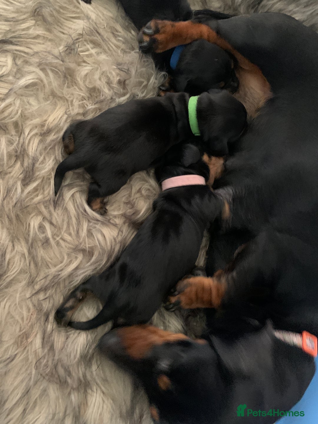 Miniature Dachshund dogs for sale: Quality KC Miniature Dachshund Puppies - Image 19