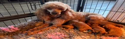 Cockapoo dogs for sale: Stunning Red F1 Cockapoo Puppies - Advert 15