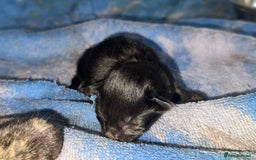 Mixed Breed cats for sale: 4 newborn kittens - Image 6