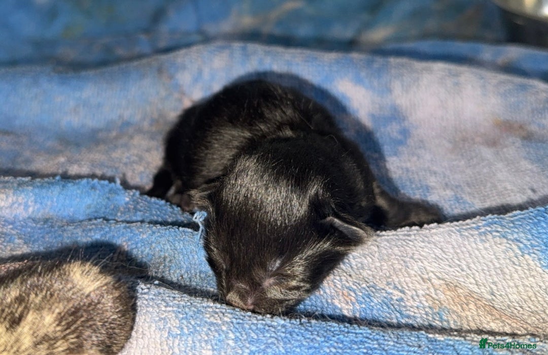 Mixed Breed cats for sale: 4 newborn kittens - Image 6