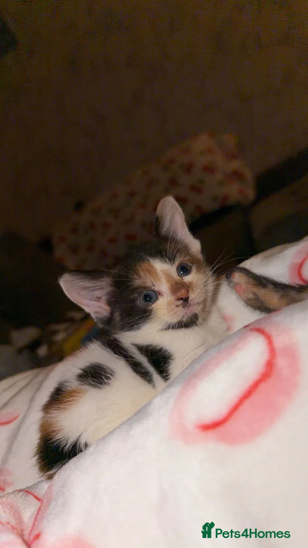 Mixed Breed cats for sale: 5 beautiful kittens!! females  - Advert 2