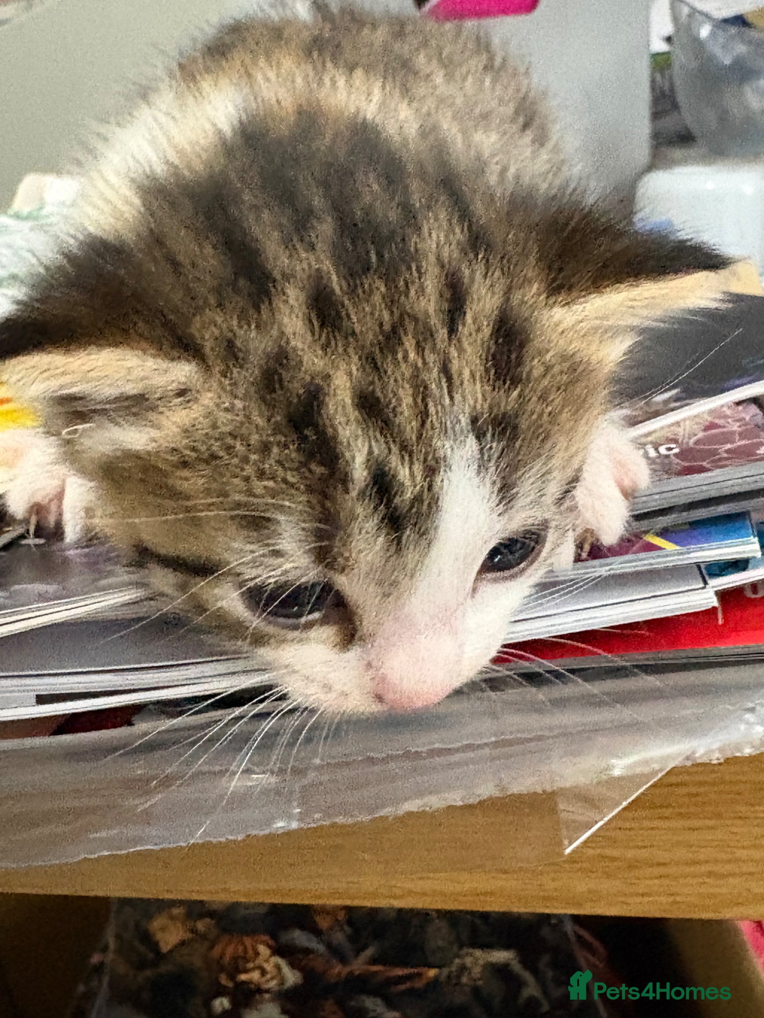 Mixed Breed cats for sale: 2 girls 1 boy kittens in Bury - Advert 4