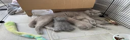 British Shorthair cats for sale: 3 beautiful Female BSH lilac and blues available  in Dartford - Advert 16